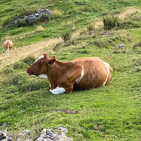 Murmeltier-stube Daire Zell am See