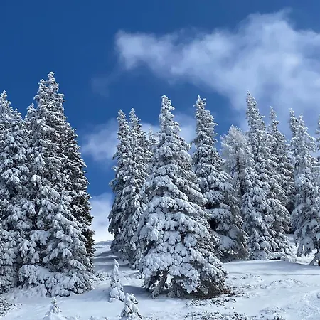 Daire Murmeltier-stube