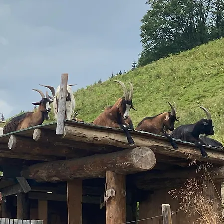 Murmeltier-stube Daire Zell am See